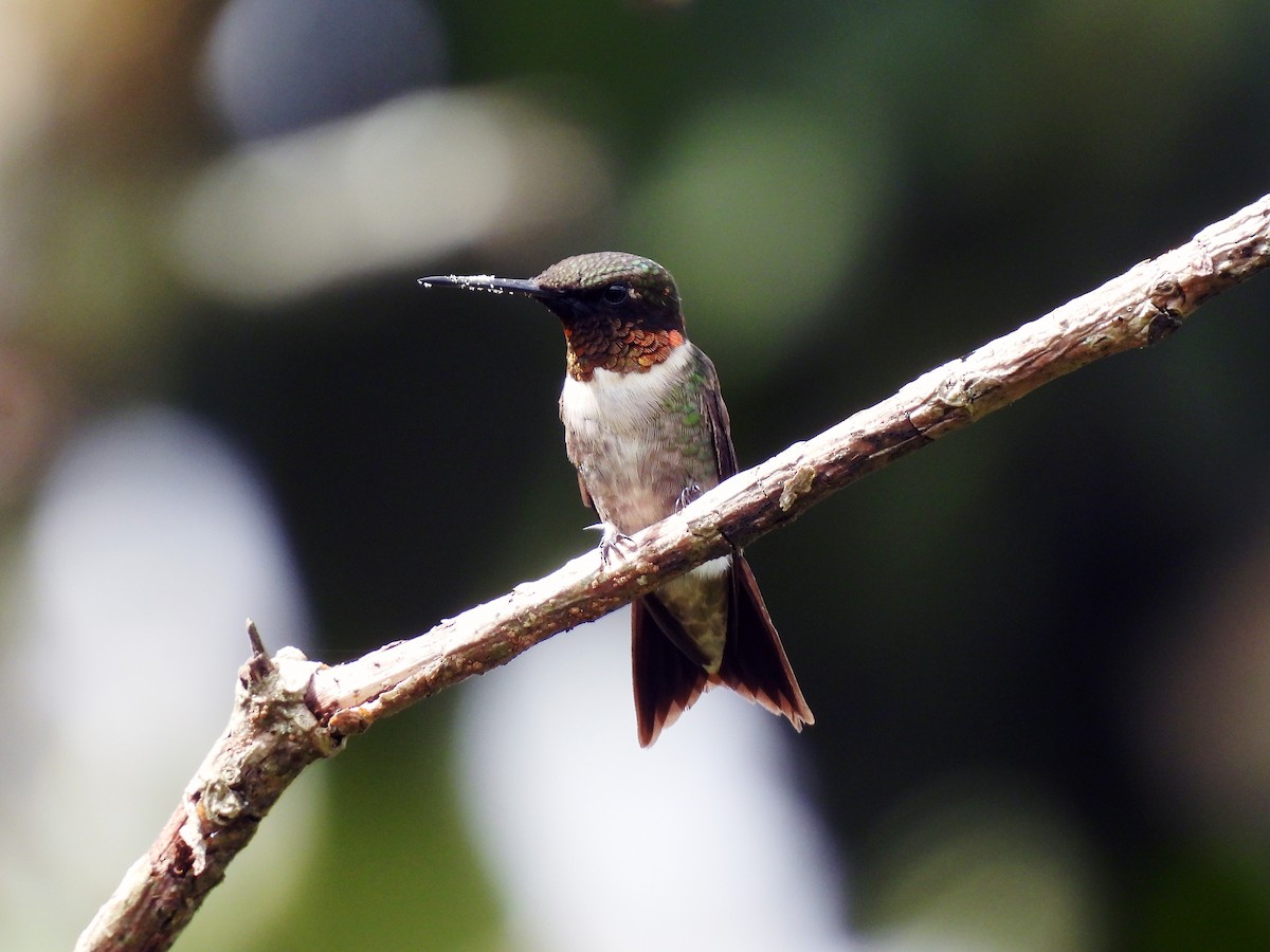 Colibrí Gorjirrubí - ML645284248