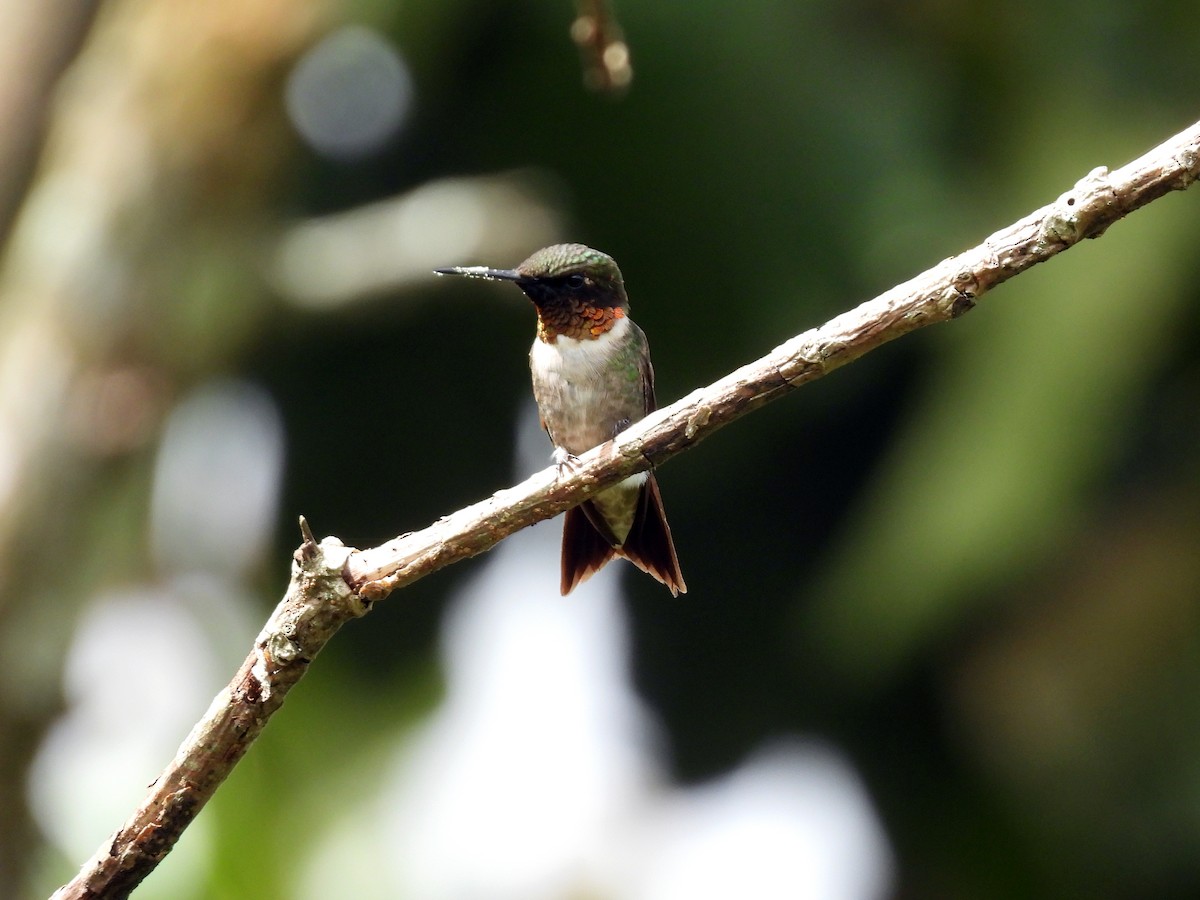 Colibrí Gorjirrubí - ML645284260