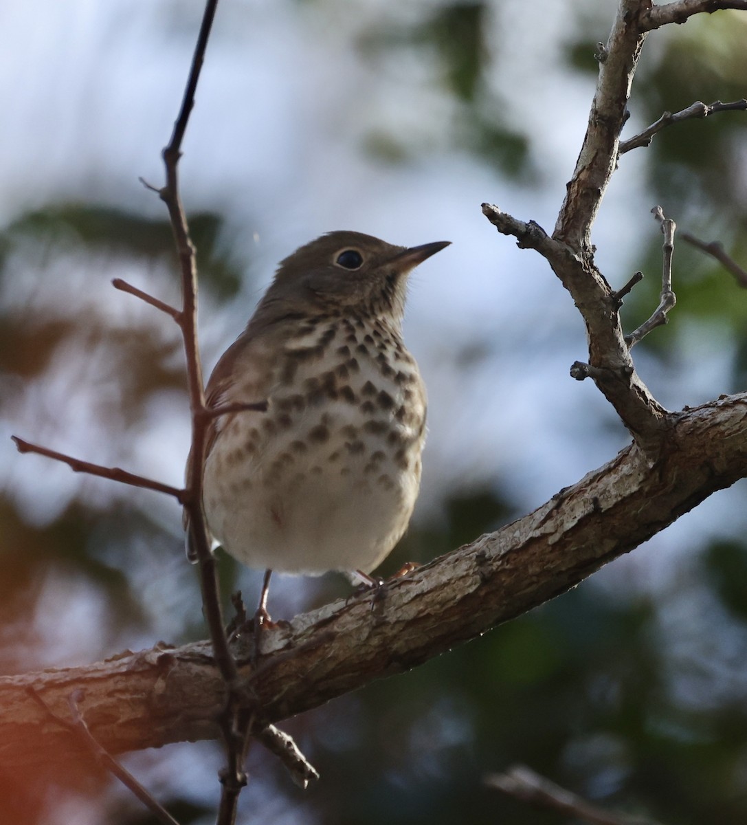 Hermit Thrush - ML645284263