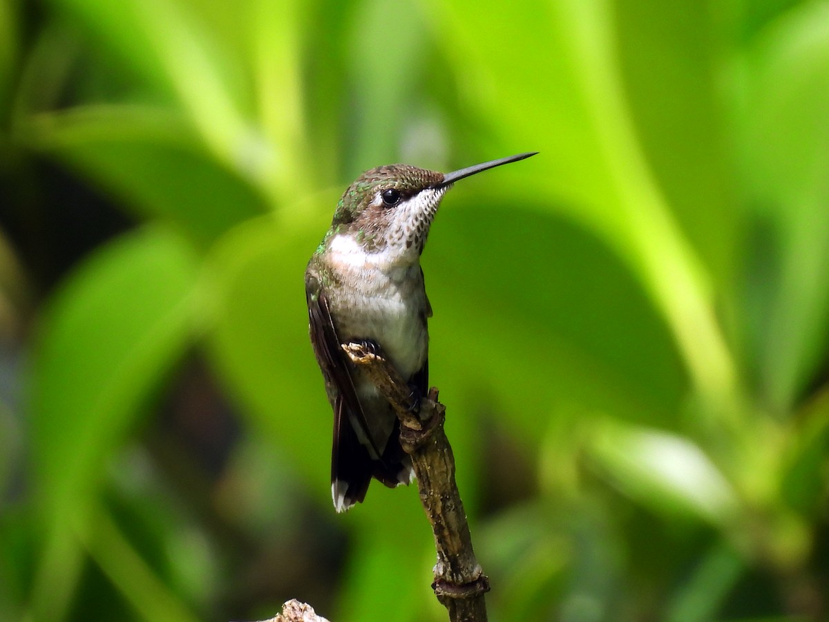 Colibrí Gorjirrubí - ML645284266