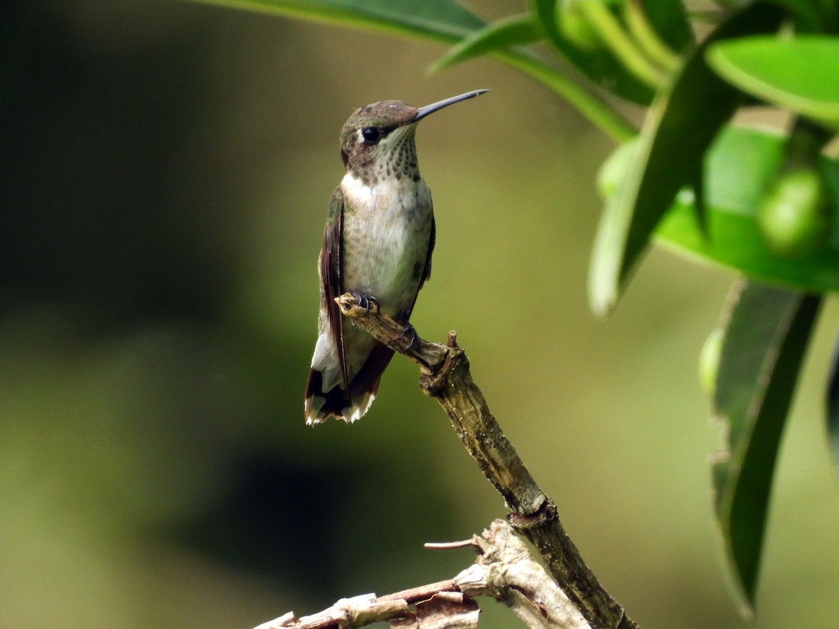 Colibrí Gorjirrubí - ML645284267