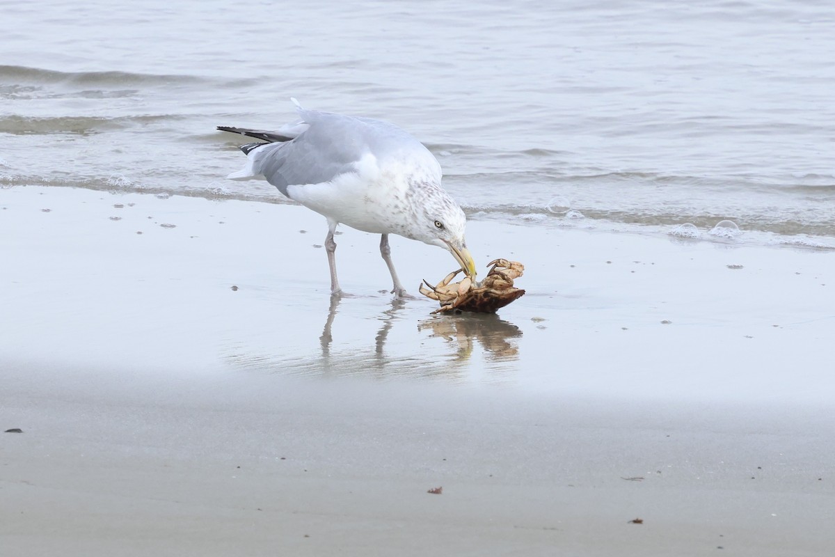 American Herring Gull - ML645284268
