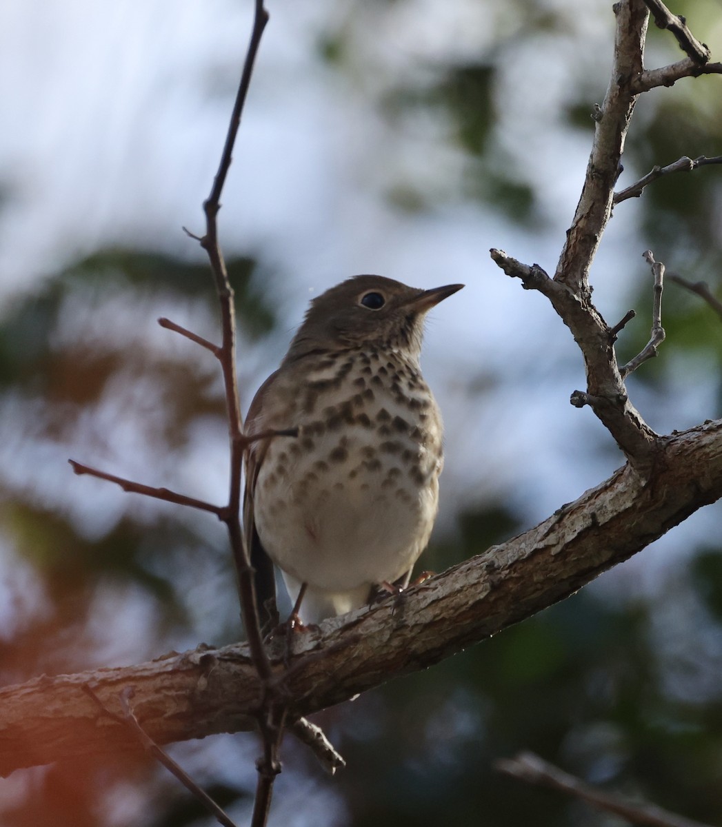 Hermit Thrush - ML645284274