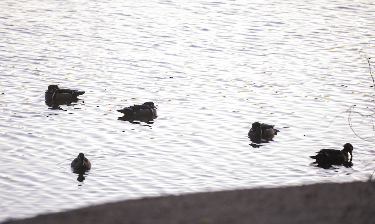 Ahate karolinarra - ML645284275