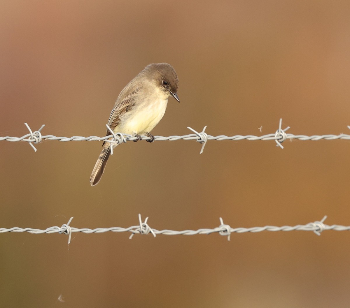 Eastern Phoebe - ML645284276