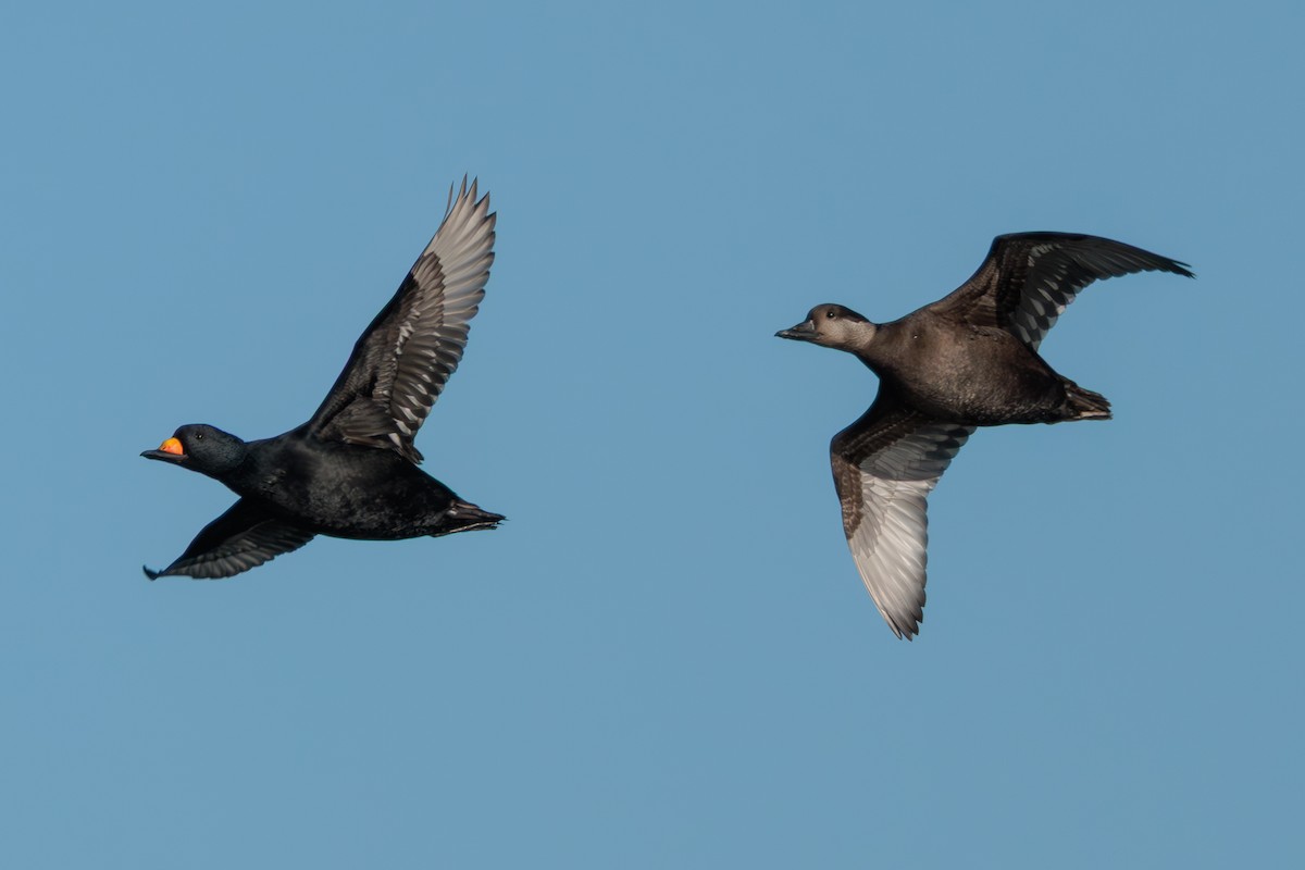 Black Scoter - ML645284279