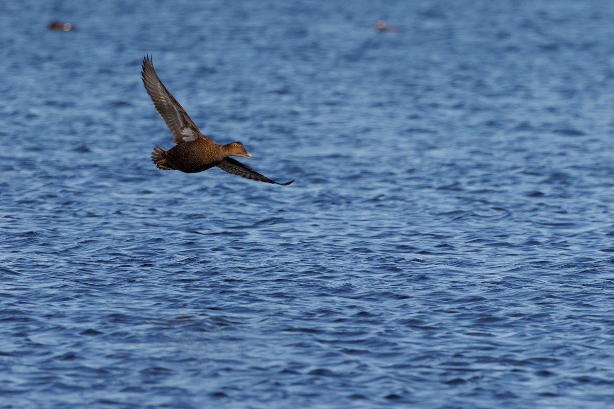 Edredone - ML645284291