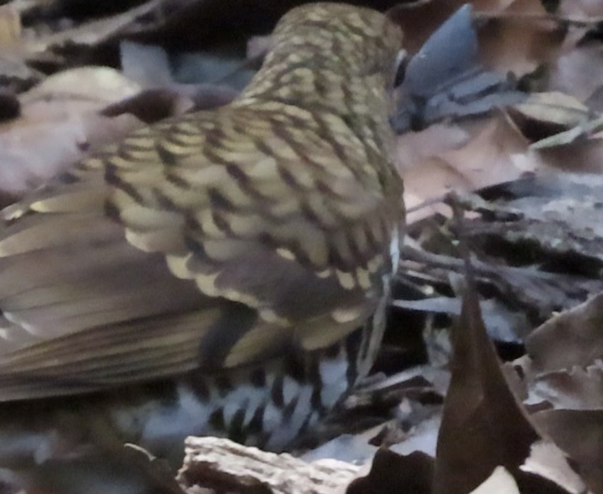 Russet-tailed Thrush - ML645284292