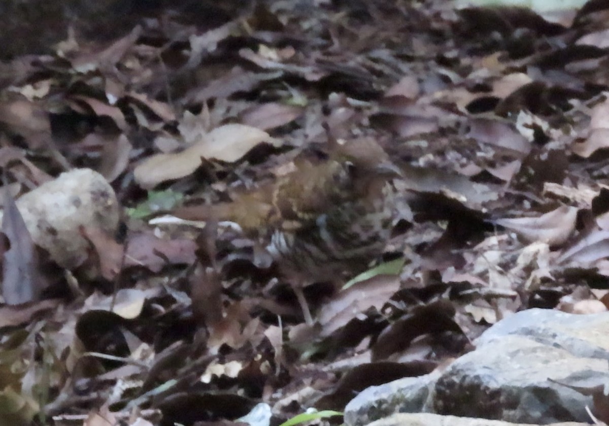 Russet-tailed Thrush - ML645284293