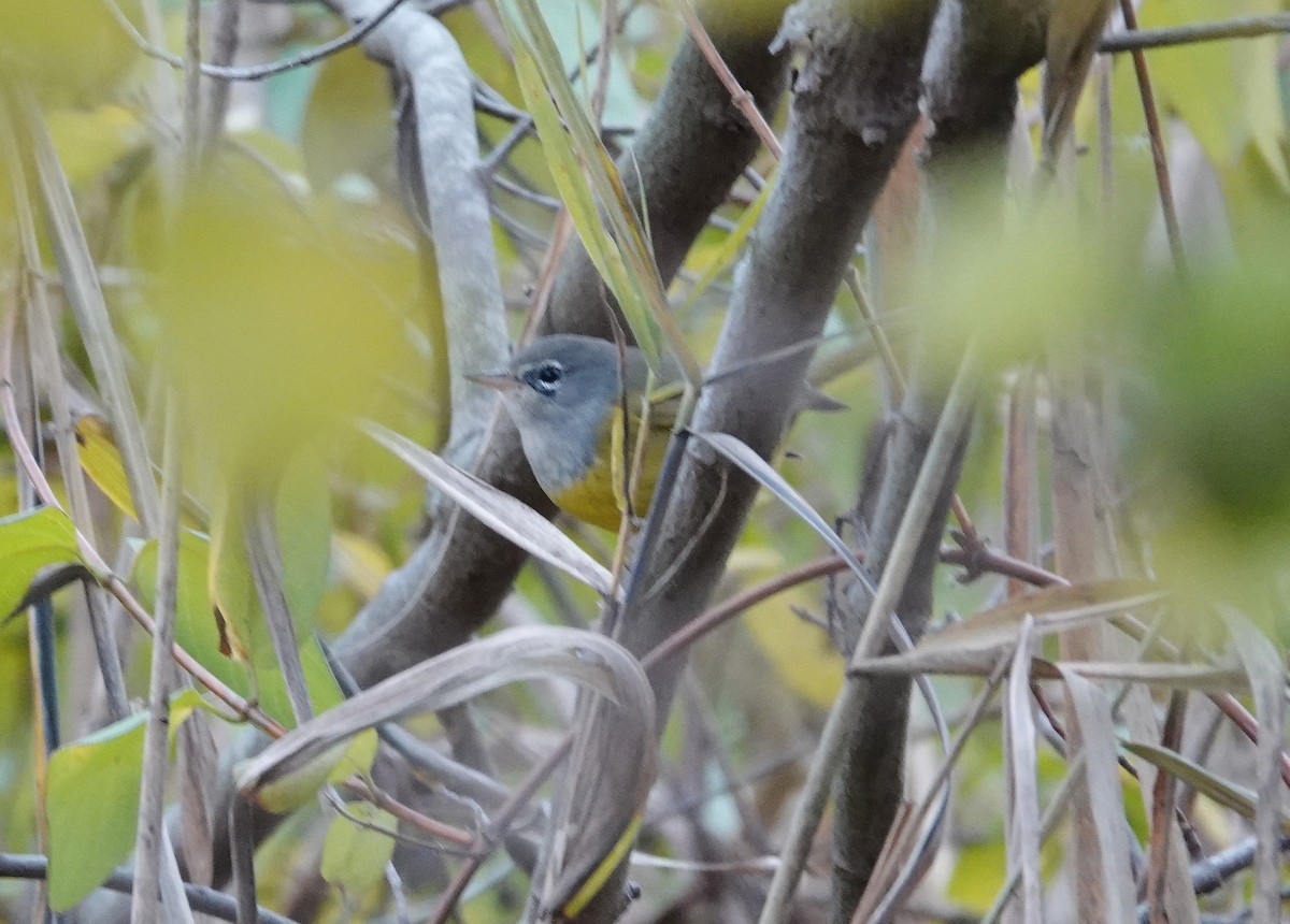 MacGillivray's Warbler - ML645284297