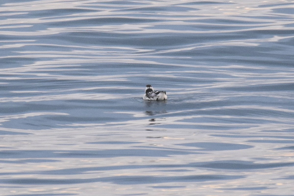 Pottorro txikia - ML645284304