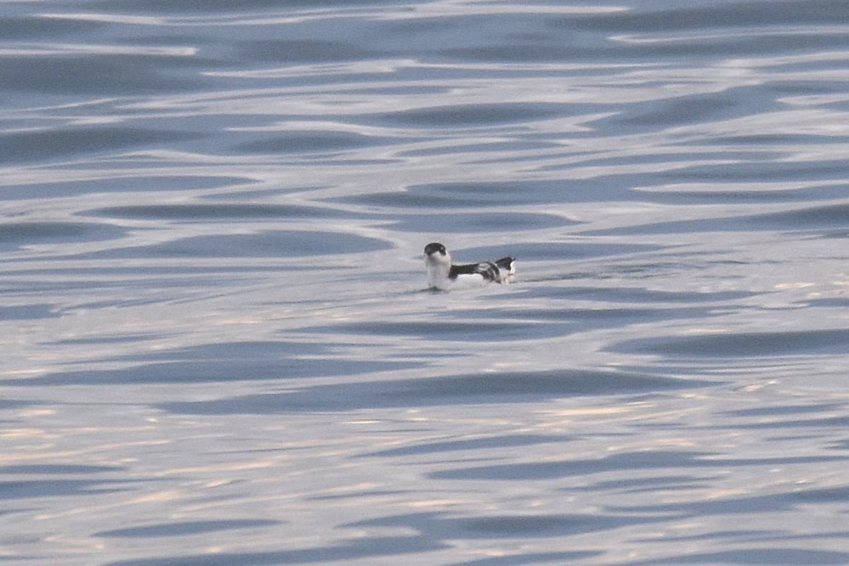 Pottorro txikia - ML645284305