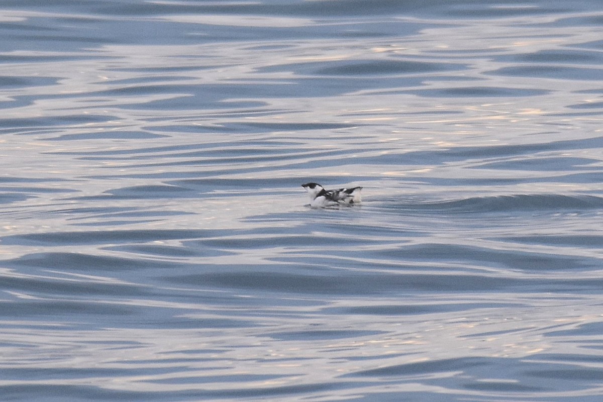 Pottorro txikia - ML645284306