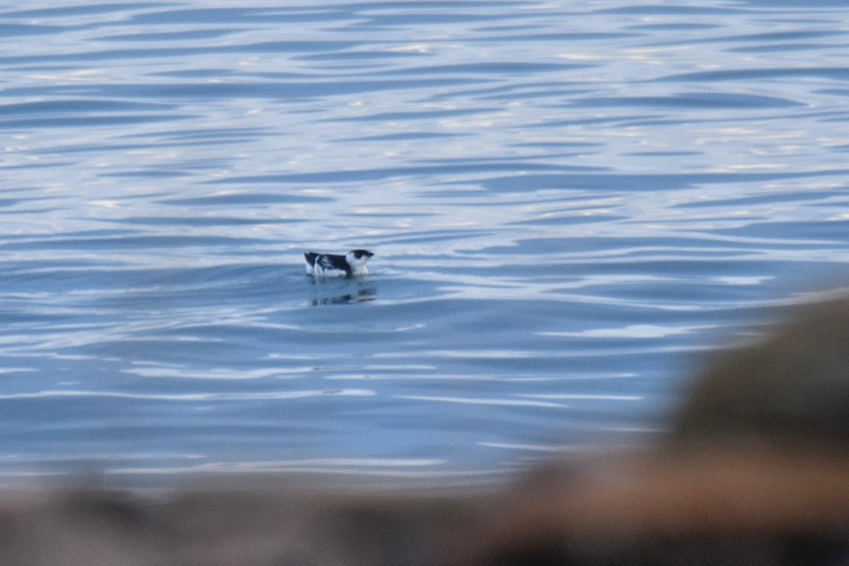 Pottorro txikia - ML645284307