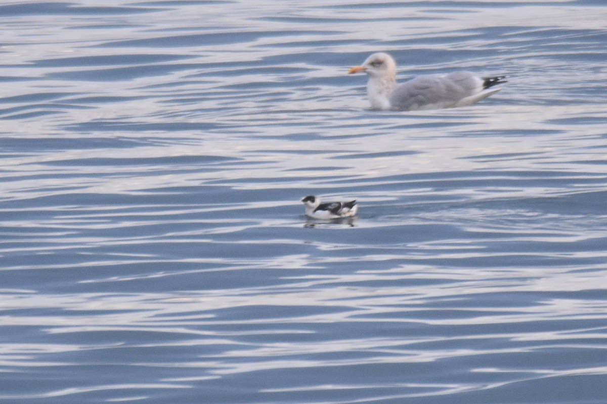 Pottorro txikia - ML645284308