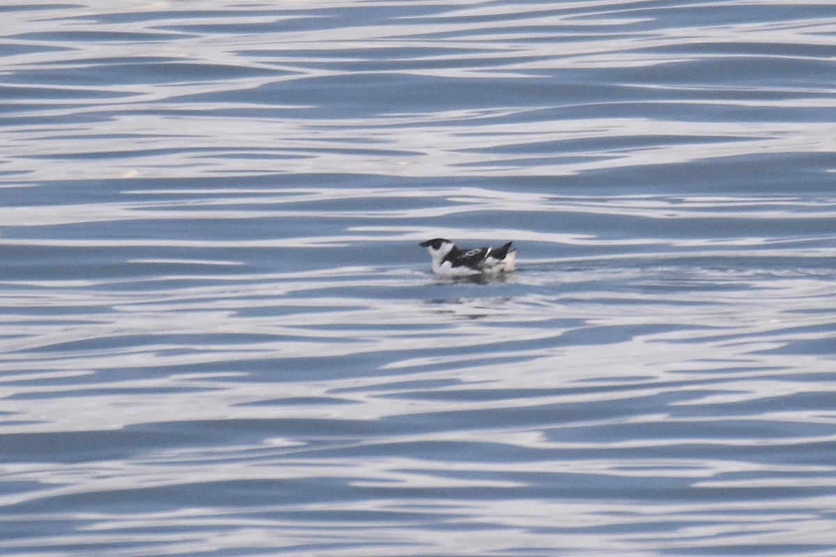 Pottorro txikia - ML645284309