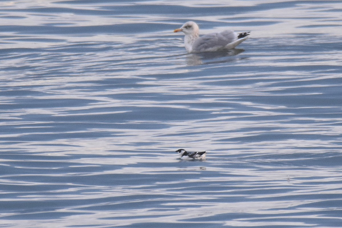 Pottorro txikia - ML645284310