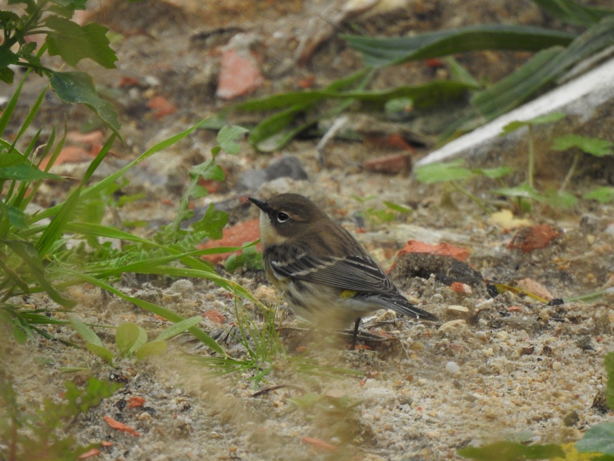 Yellow-rumped Warbler (Myrtle) - ML645284313