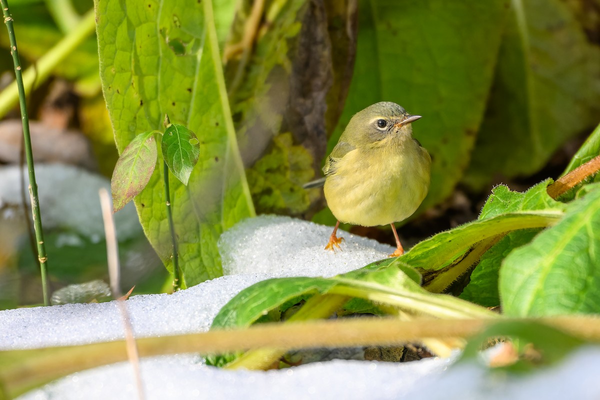 סבכון שחור-גרון - ML645284315