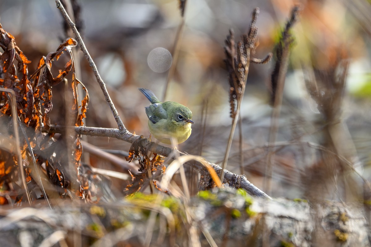 סבכון שחור-גרון - ML645284316