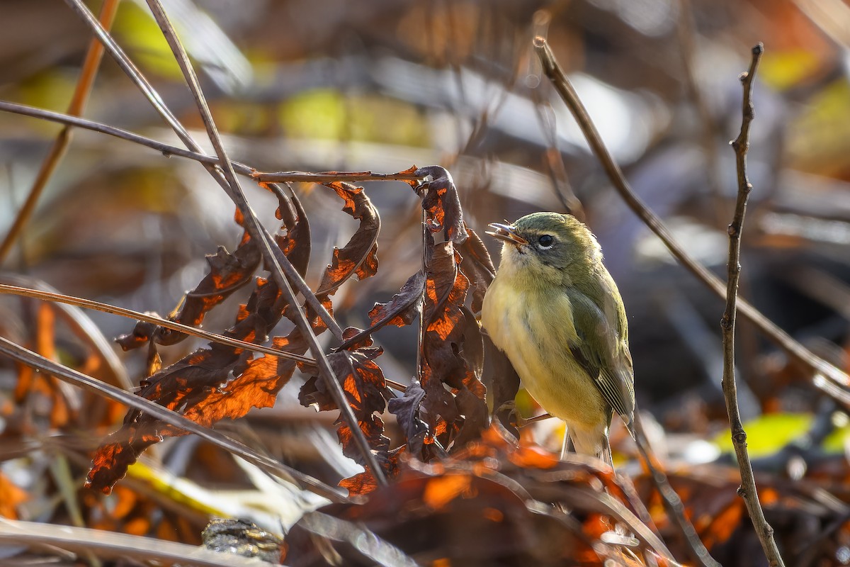 סבכון שחור-גרון - ML645284317