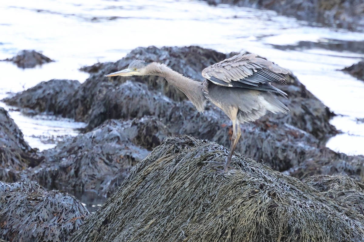 Great Blue Heron - ML645284321