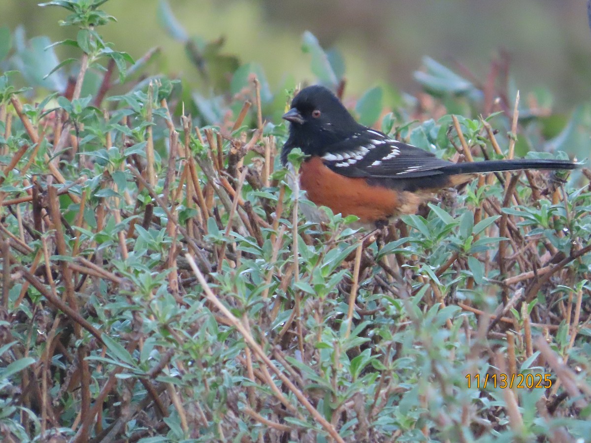 Spotted Towhee - ML645284325
