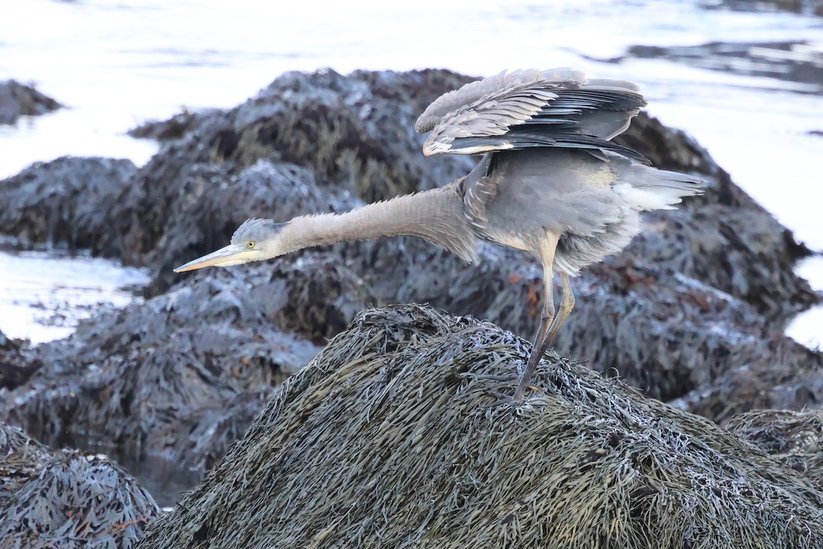 Great Blue Heron - ML645284326