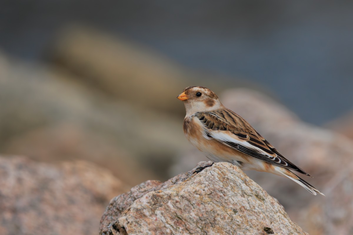 Zigolo delle nevi - ML645284331