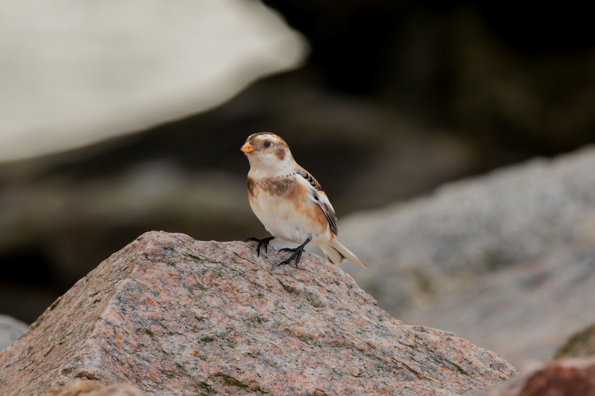 Zigolo delle nevi - ML645284332