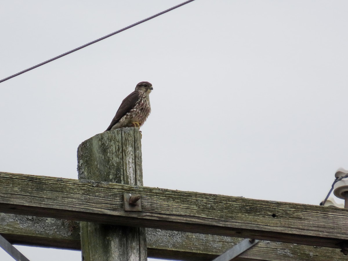 Smeriglio - ML645284334