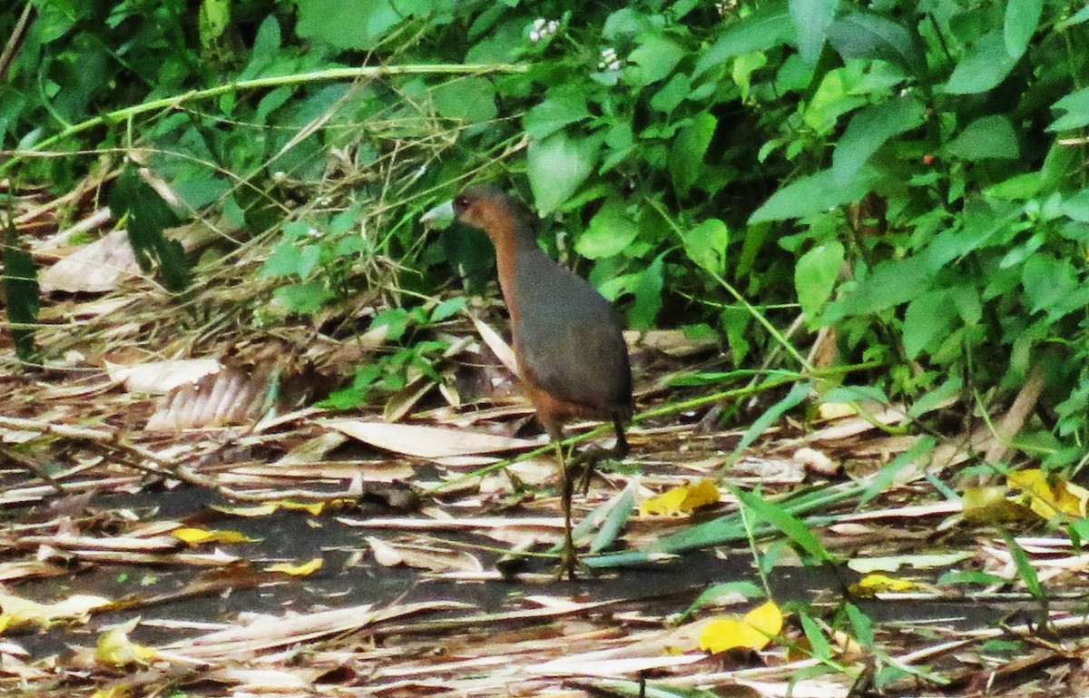 Isabelline Bush-hen - ML645284336