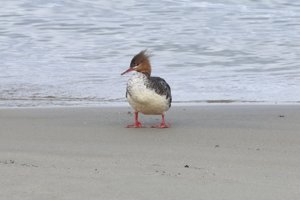 Red-breasted Merganser - ML645284345
