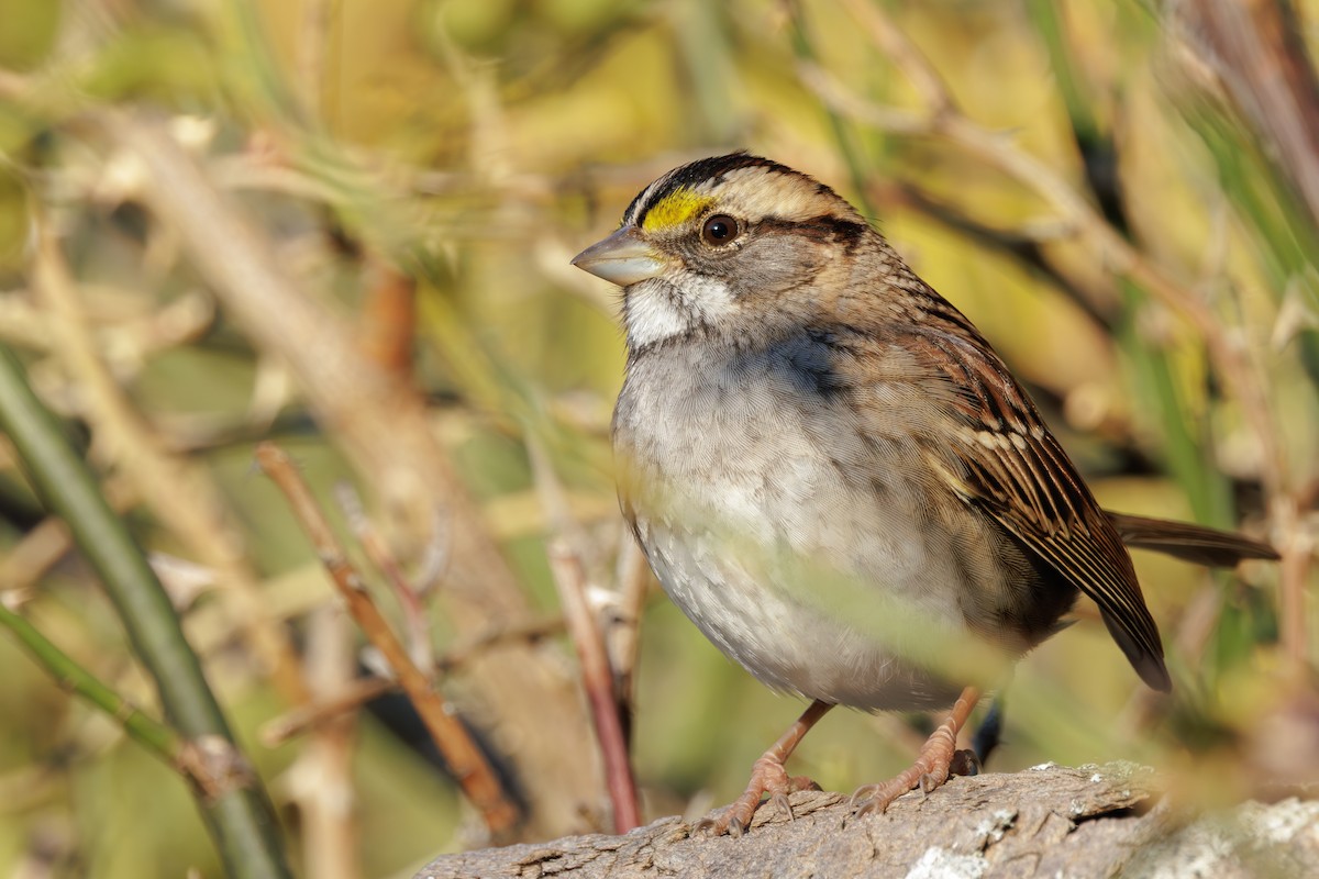 White-throated Sparrow - ML645284350