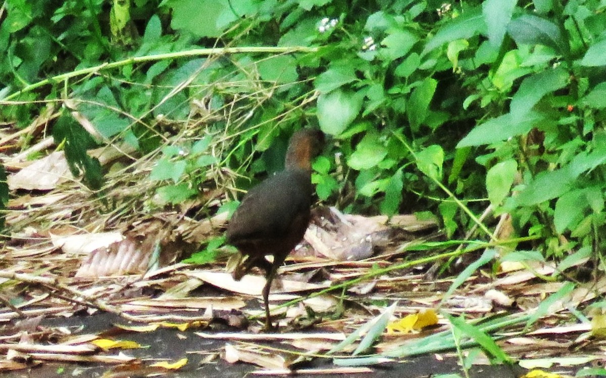 Isabelline Bush-hen - ML645284362