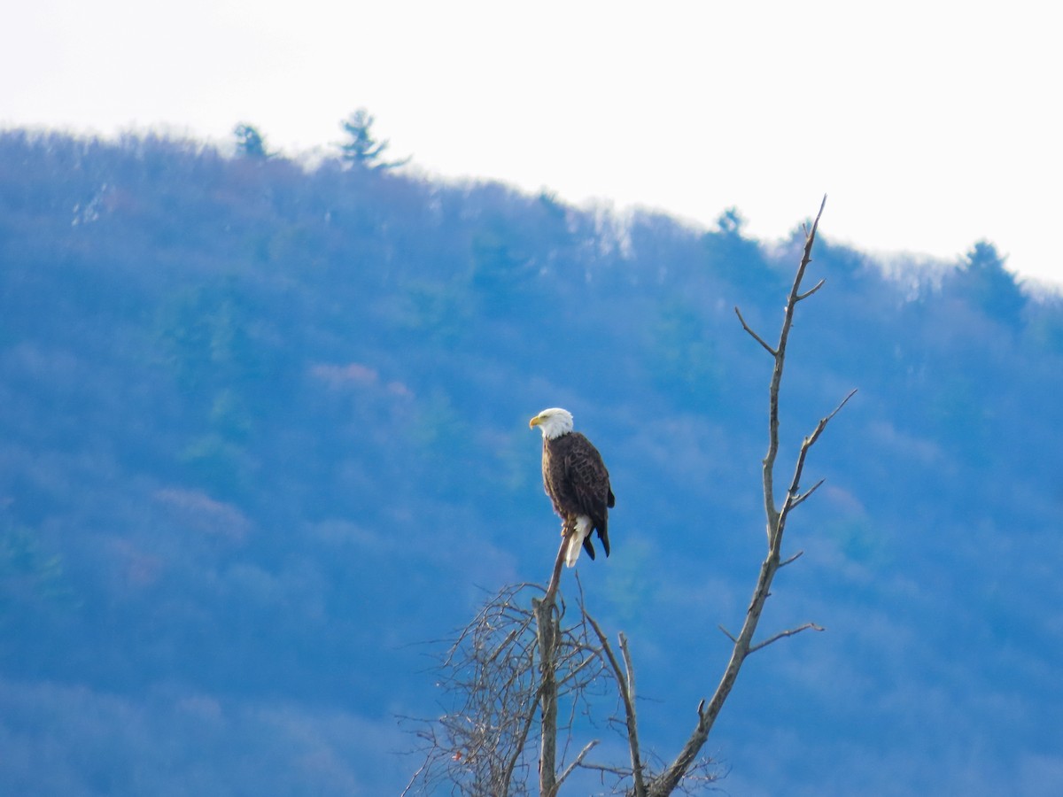 Bald Eagle - ML645284381