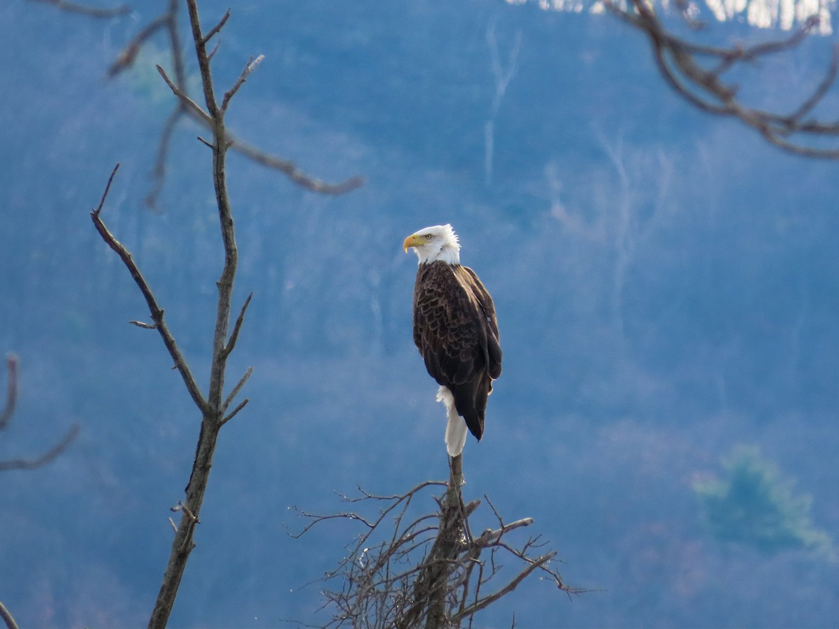 Bald Eagle - ML645284382
