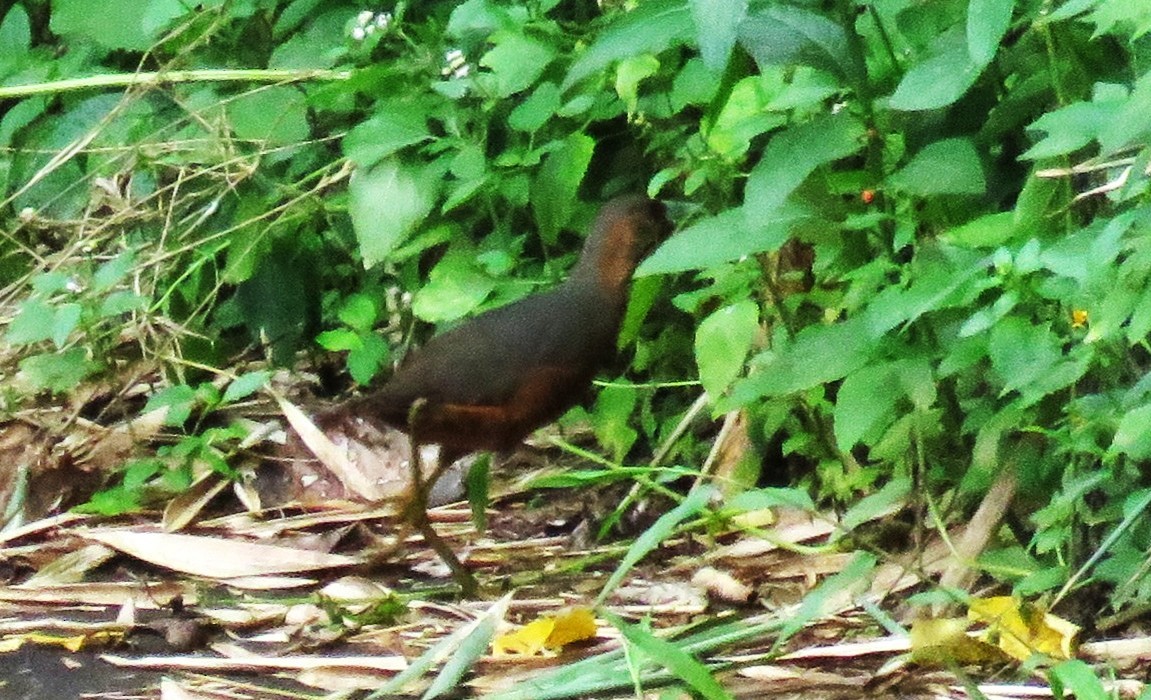 Isabelline Bush-hen - ML645284390