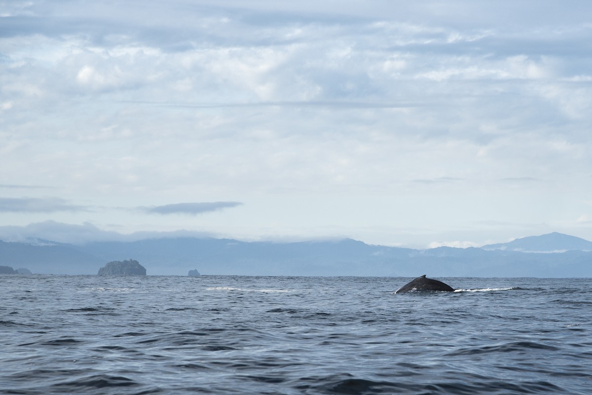 Humpback Whale - ML645284391