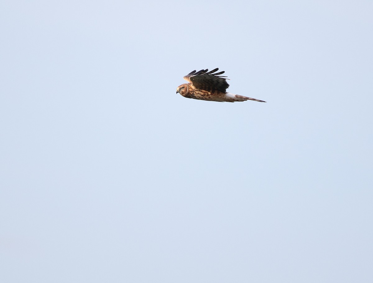 Northern Harrier - ML645284420