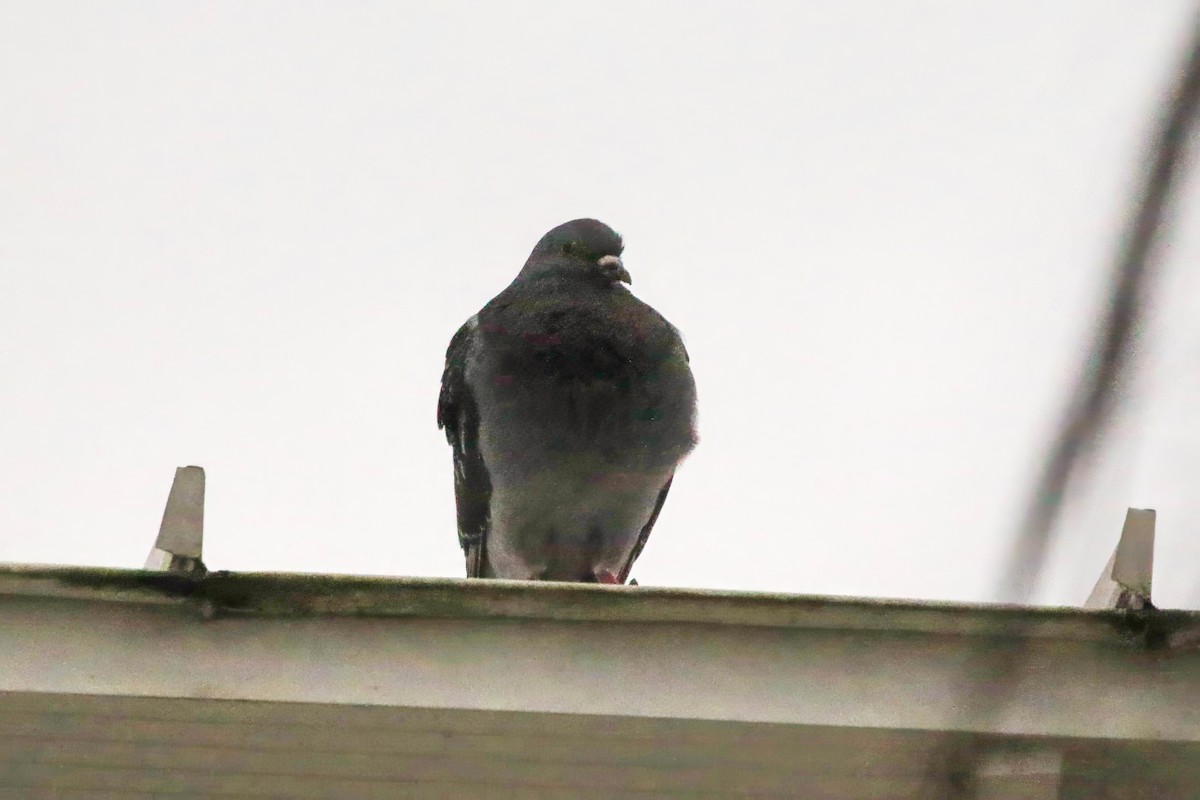 Kaya Güvercini (evcil tip) - ML645284423