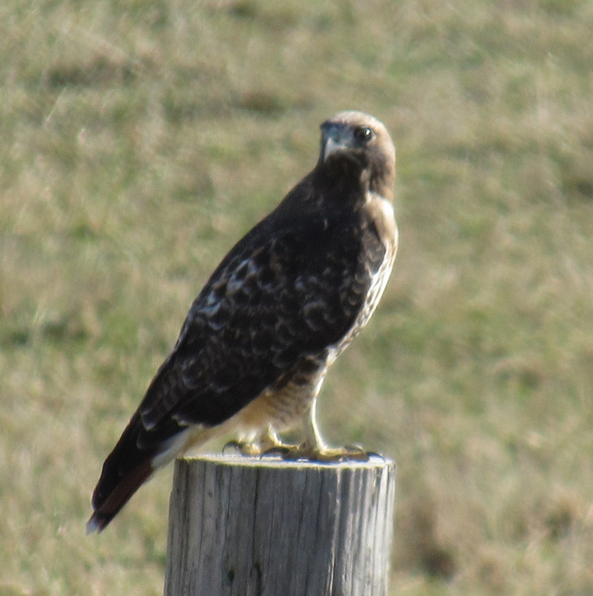 Red-tailed Hawk (abieticola) - ML645284429