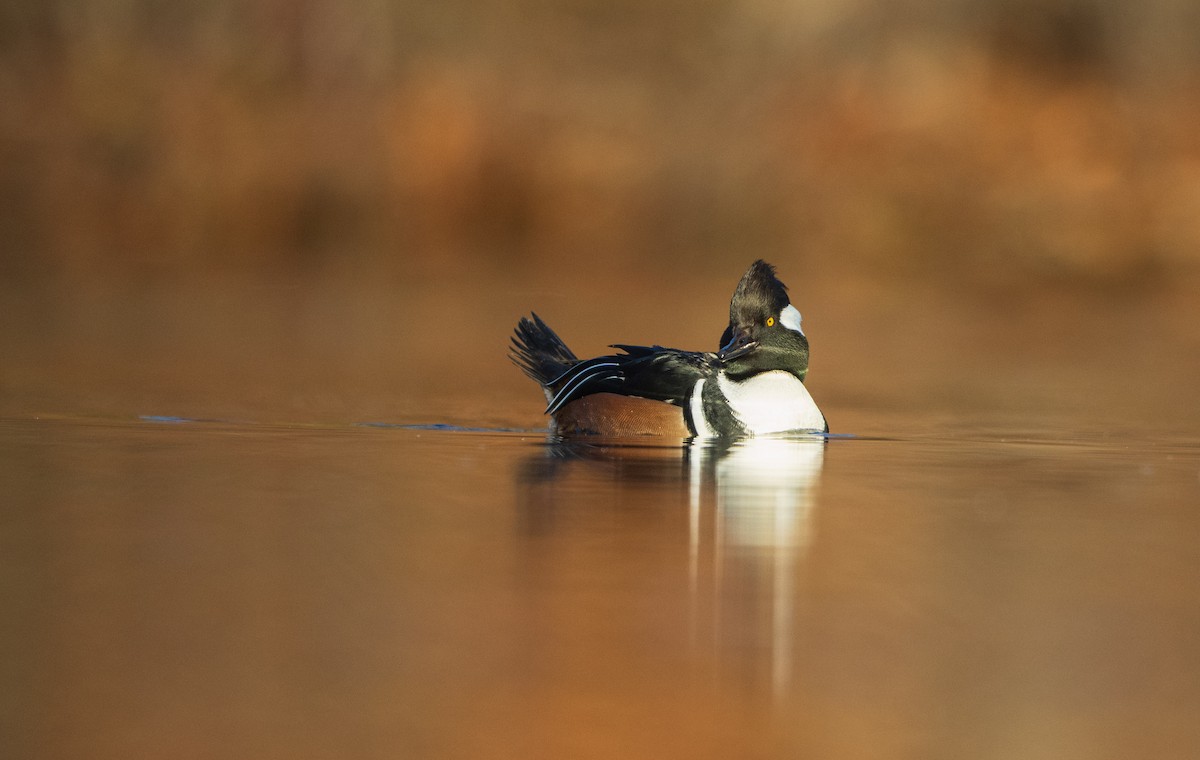 Hooded Merganser - ML645284440