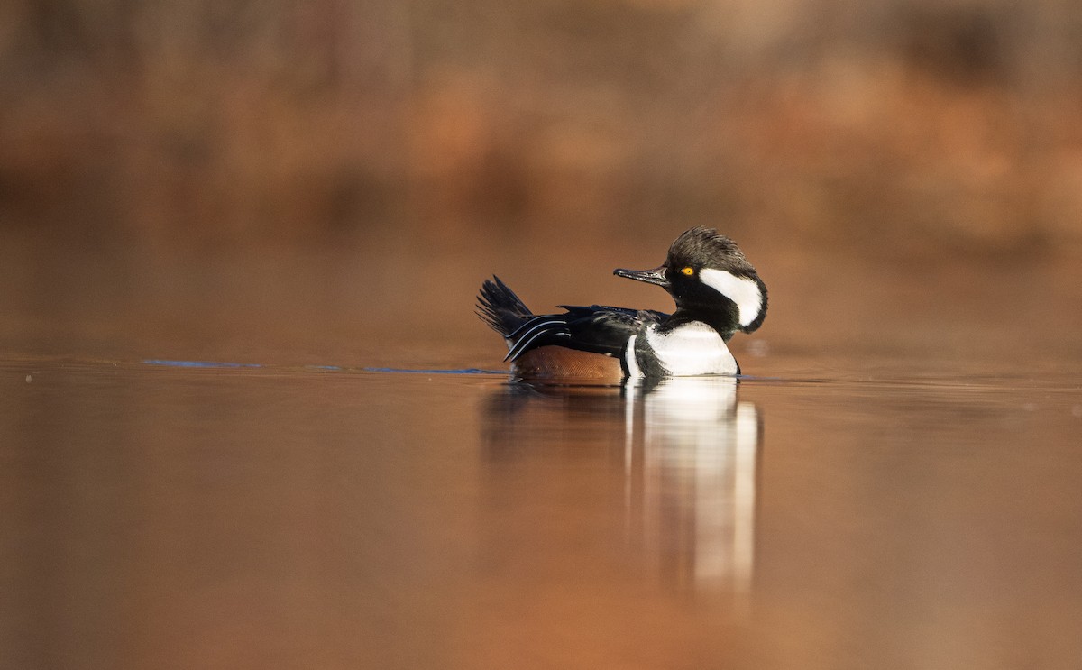 Hooded Merganser - ML645284441