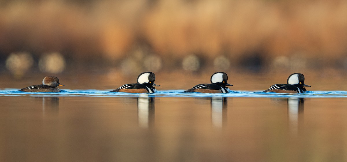 Hooded Merganser - ML645284442