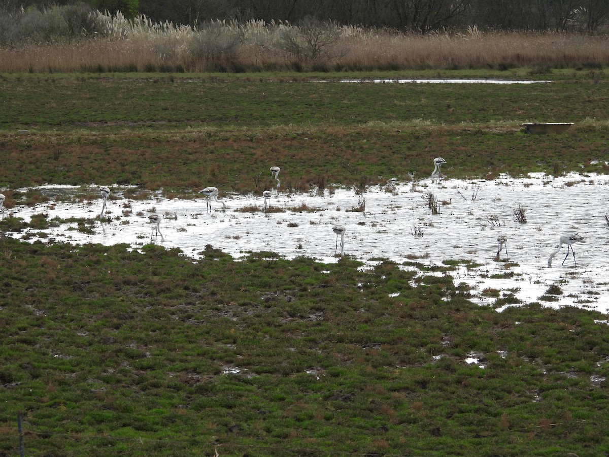 Greater Flamingo - ML645284451