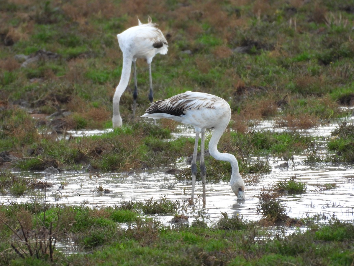 Greater Flamingo - ML645284452