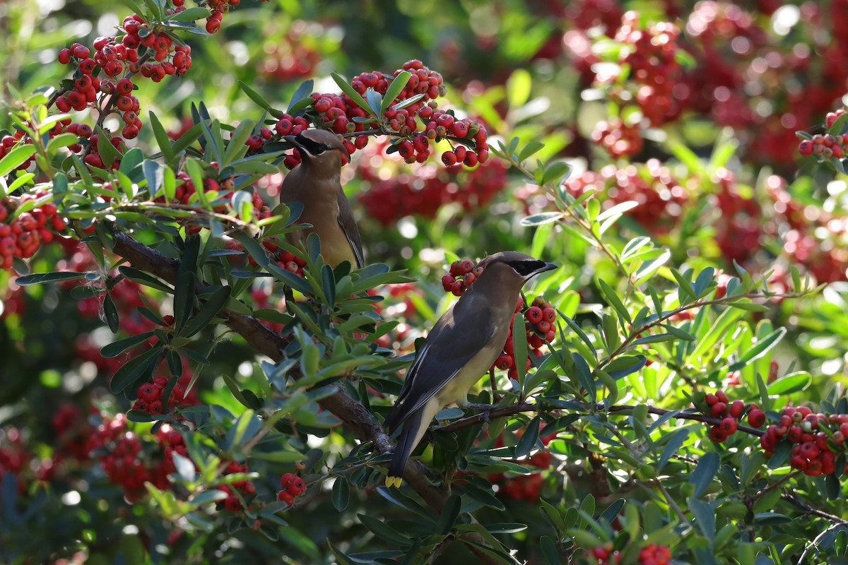 Cedar Waxwing - ML645284453
