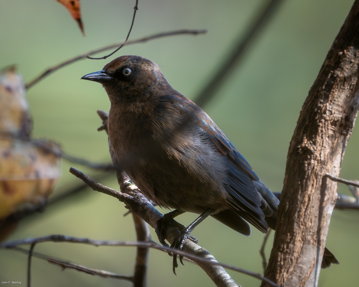 Rusty Blackbird - ML645284459