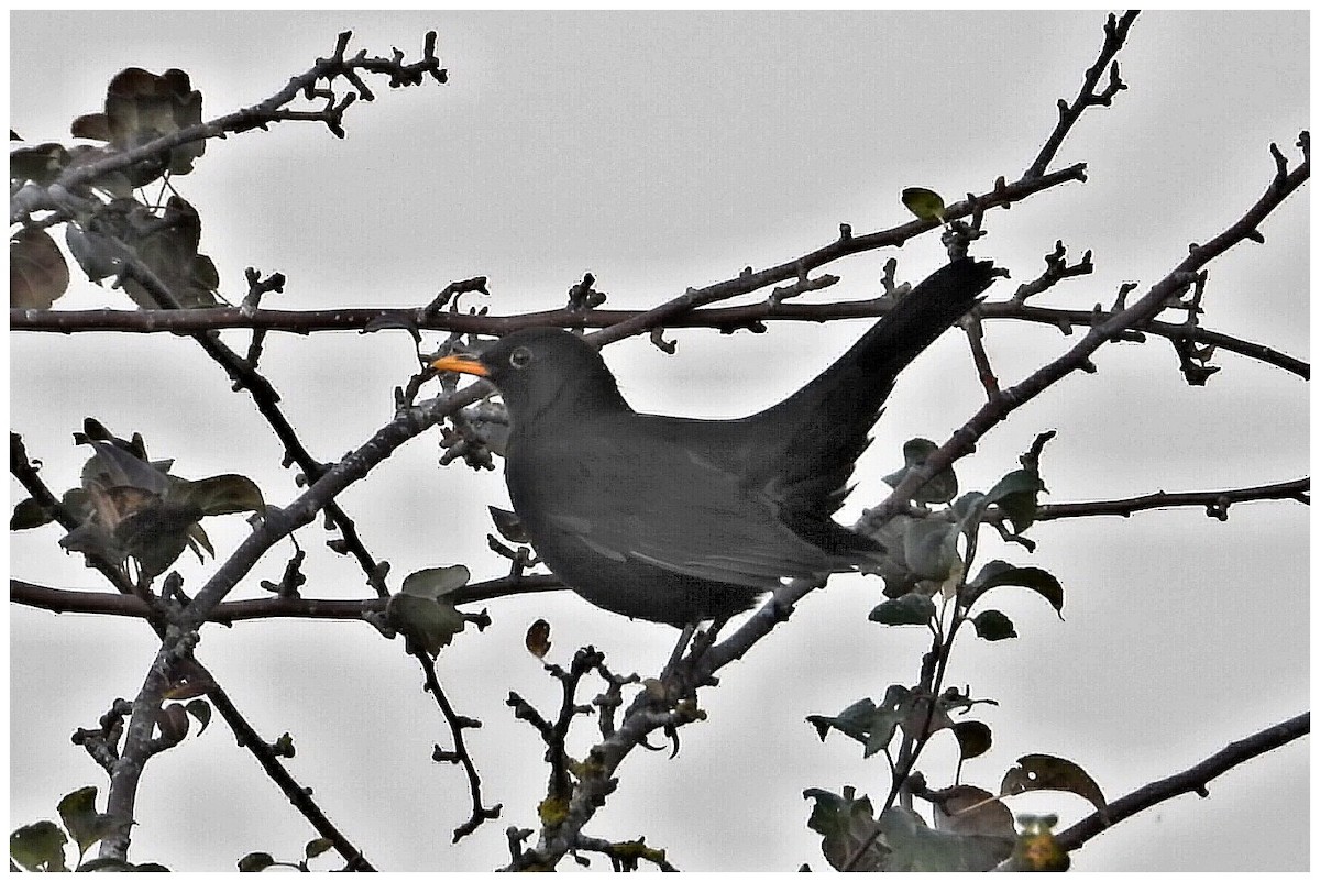 Eurasian Blackbird - ML645284466